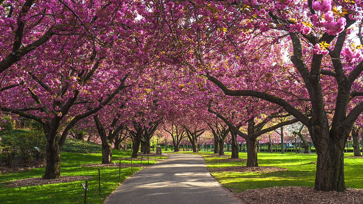 blossom-skardu