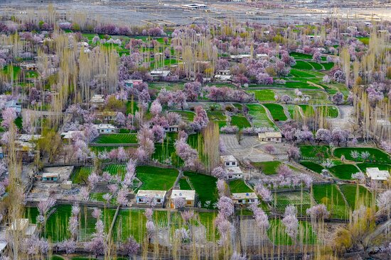 blossom-skardu