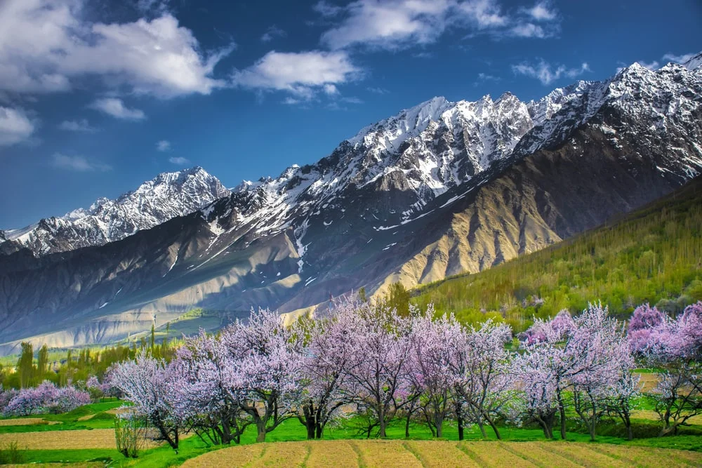 blossom-skardu